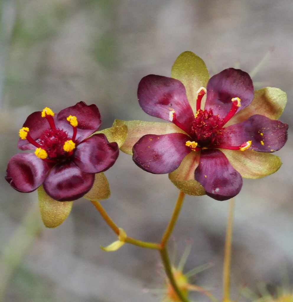 Drosera hortiorum T.Krueger & Bourke