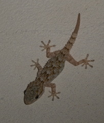 Tarentola mauritanica