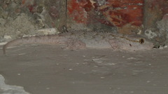 Tarentola mauritanica