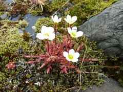 Saxifraga hypnoides