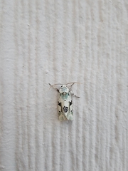 Emarginea percara