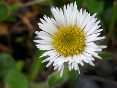 Erigeron uniflorus