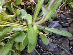 Erigeron uniflorus