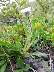 Erigeron uniflorus