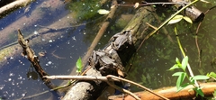 Pelophylax ridibundus