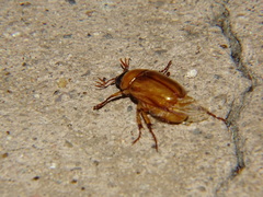 Cyclocephala pasadenae