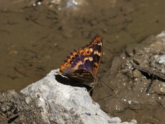 Apatura ilia clytie