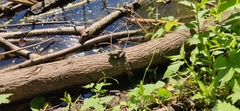 Pelophylax ridibundus