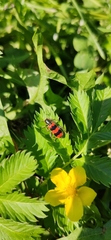 Trichodes apiarius