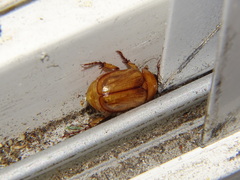 Cyclocephala pasadenae