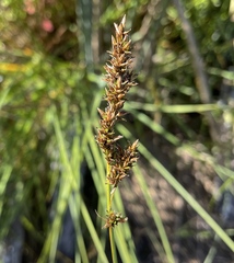Carex cusickii