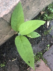 Magnoliopsida