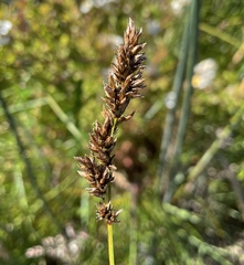 Carex cusickii