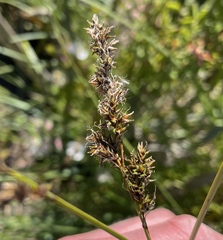 Carex cusickii