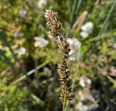 Carex cusickii