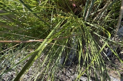 Carex cusickii