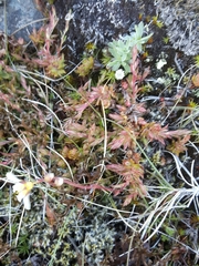 Saxifraga hypnoides