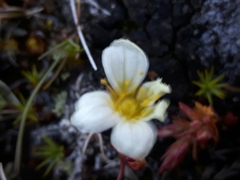 Saxifraga hypnoides