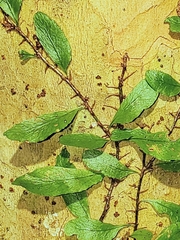 Microgramma heterophylla