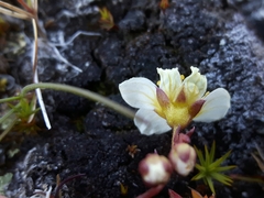 Saxifraga hypnoides