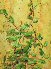 Microgramma heterophylla