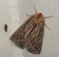 Cycloprorodes melanoxysta