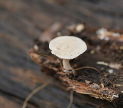 Clitocybe semiocculta