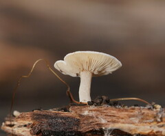 Clitocybe semiocculta