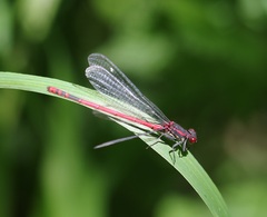 Pyrrhosoma