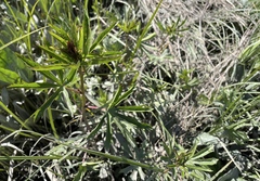 Sidalcea hendersonii