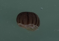 Chrysaora pacifica