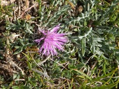 Jurinea humilis