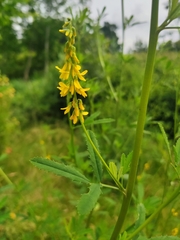 Melilotus altissimus