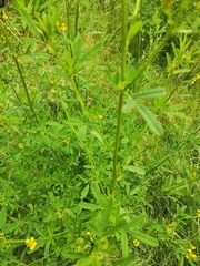 Melilotus altissimus