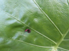Okiscarta
