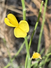 Genista aetnensis