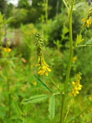 Melilotus altissimus