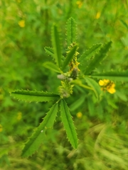 Melilotus altissimus