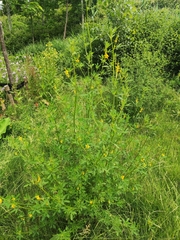 Melilotus altissimus