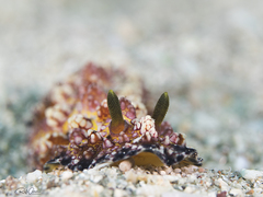 Phyllidiopsis cardinalis