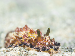 Phyllidiopsis cardinalis