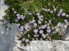 Globularia repens