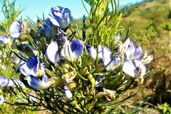 Psoralea glabra