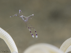 Ancylomenes longicarpus