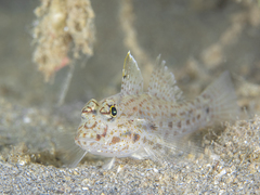 Fusigobius neophytus