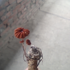 Marasmius curreyi