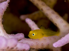 Paragobiodon xanthosoma