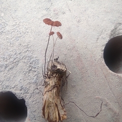 Marasmius curreyi