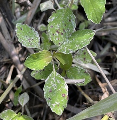 Mycosphaerella impatientis
