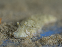 Dermatobranchus tuberculatus